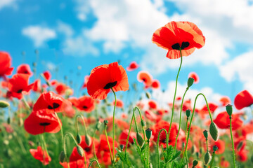 Low angle view of a field of poppies in spring with blue sky with some white clouds. Springtime concept.
