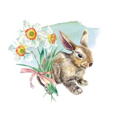 Easter bunny watercolor, daffodils. Illustration isolated on white background. Greeting cards, invitations, covers, banners, posters.