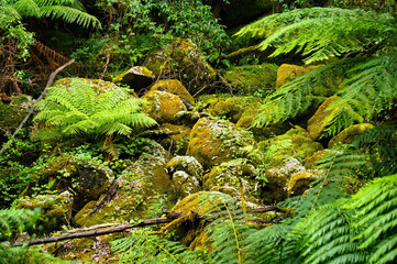 Moss-covered boulders and delicate ferns in the subtropical Australian rainforest of the Yarra Ranges, Victoria
