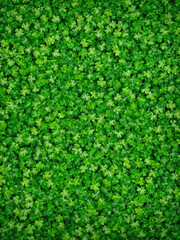 Green Saint Patrick&rsquo;s Day background with clovers and shamrock, Saint Patrick&rsquo;s Day template, web design, pattern, model