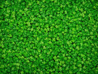 Green Saint Patrick’s Day background with clovers and shamrock, Saint Patrick’s Day template, web design, pattern, model