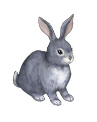 Hand drawn watercolor illustration. Grey bunny on white background.