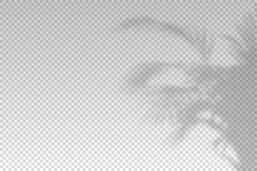 Flower shadow. Reflecting shades palm plants isolated on transparant background. Reflected plant leaves overlay realistic shade. Falls light from branches. Lighting from flowers. Vector illustration