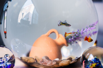 Fototapete bei efototapeten.de bestellen   