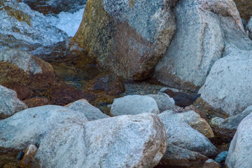 out in nature - white-throated dipper,cinclus cinclus, sitting on a stone in a mountain stream at a winter day