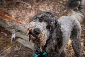 Black and grey golden doodle, in the woods, looking up at the camera.