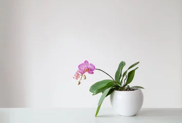 Fotobehang purple tiger orchid in flowerpot on white background © Maya Kruchancova