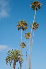 Palm trees and blue sky