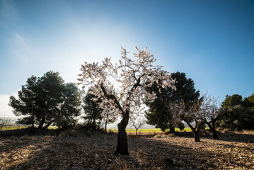 Almond trees in bloom at the end of winter - 728792717