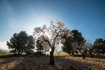 Almond trees in bloom at the end of winter - 728792741