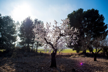 Almond trees in bloom at the end of winter - 728792745