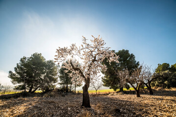 Almond trees in bloom at the end of winter - 728792766