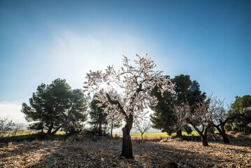 Almond trees in bloom at the end of winter - 728792770