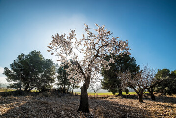 Almond trees in bloom at the end of winter - 728792771
