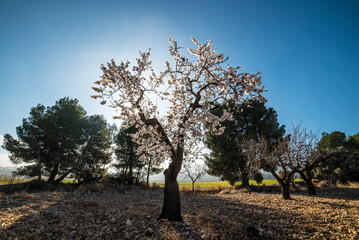 Almond trees in bloom at the end of winter - 728792780