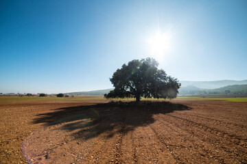 The shadow of a large oak on the red earth - 728792953
