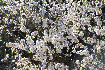 Almond trees in bloom at the end of winter - 728792999