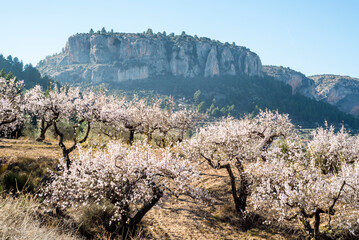 Almond trees in bloom at the end of winter - 728793133