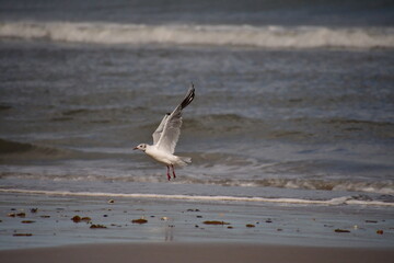 Seagull in Curracloe Beach, Coolrainey, Curracloe, County Wexford, Ireland
