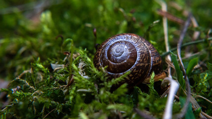 snail on a green leaf