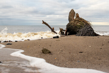 Tree in the sea
