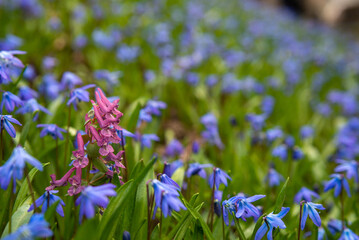 flowers in the garden
