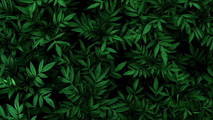 Green leaf background, Green leaves wall texture for background