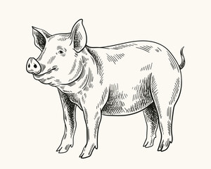 Pigs linear drawing. Minimalistic creativity and art, pencil sketch. Cattle from farm, domestic animal. Graphic element for website. Hand drawn flat vector illustration isolated on white background