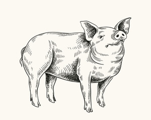 Pigs linear drawing. Minimalistic creativity and art, pencil sketch. Cattle from farm, domestic animal. Farming and agriculture. Hand drawn flat vector illustration isolated on white background