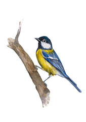 Great Tit -Kohlmeise