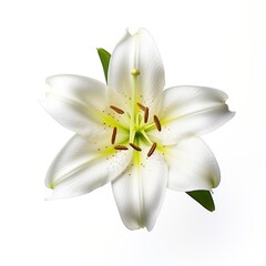 A single piece of lily top view isolated on white background