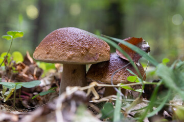 A white mushroom or podberezovik growing on lush green moss in the forest (Boletus edulis) Autumn is the mushroom picking season