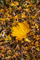 The amazing colors of the autumn leaves on the trees...