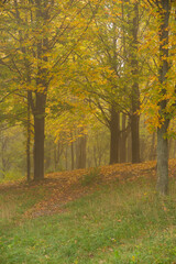 Fototapeta premium A breathtaking autumn park on a foggy morning...