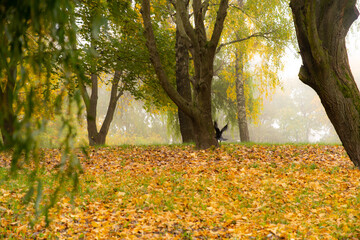 Obraz premium A breathtaking autumn park on a foggy morning...