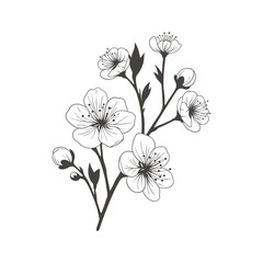 Sakura branch with flowers. Hand drawn vector illustration isolated on white background