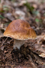 A white mushroom or podberezovik growing on lush green moss in the forest (Boletus edulis) Autumn is the mushroom picking season