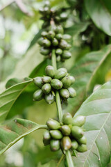 plantação de café catuaí