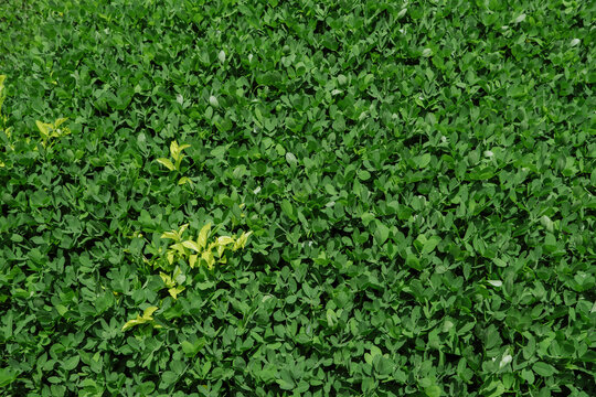 Grama amendoim (Arachis repens)