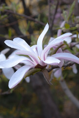 Magnolia blossoming