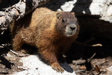 Marmot Emerging from Alpine Hideaway
