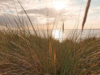 Obraz premium reeds at sunset