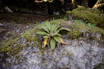 Big green plant on a rock in the forest. Nature background.