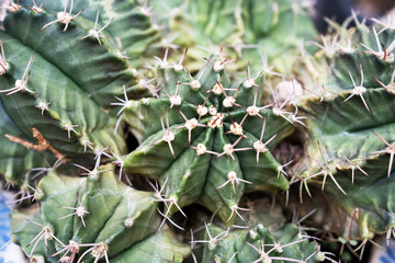 Close up of cactus Gymnocalycium Mihanovichii top view