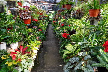 View of flower plant garden with varieties of plants and flower