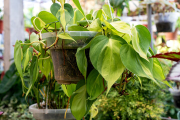 Philodendron Brasil hederaceum variegated heart leaf in a hanging pot - obrazy, fototapety, plakaty