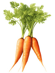 Illustration of fresh carrots bunch isolated on white background 