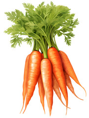 Illustration of fresh carrots bunch isolated on white background 