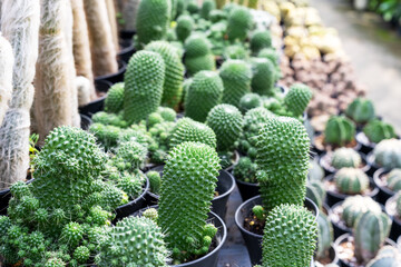 Cactus garden with Mammillaria spinosissima cv. 'Un Pico' and other cactus