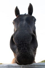 Horse Looking Down, Nose in Focus